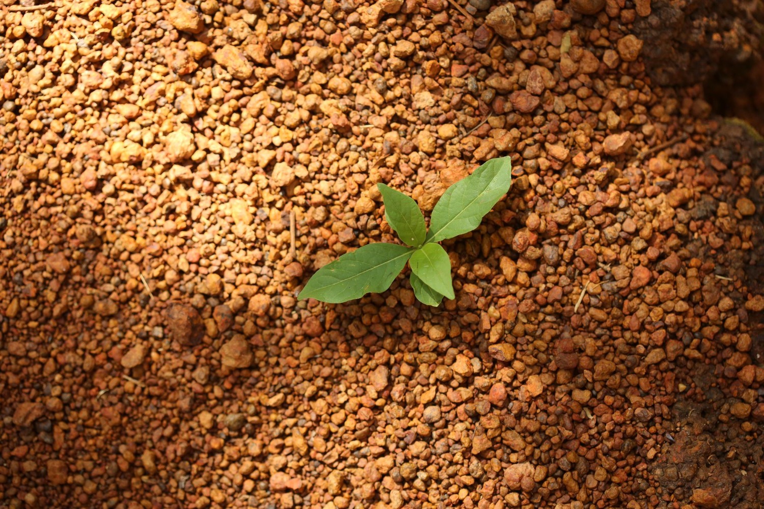 Granular NPK 16-16-16 fertilizer